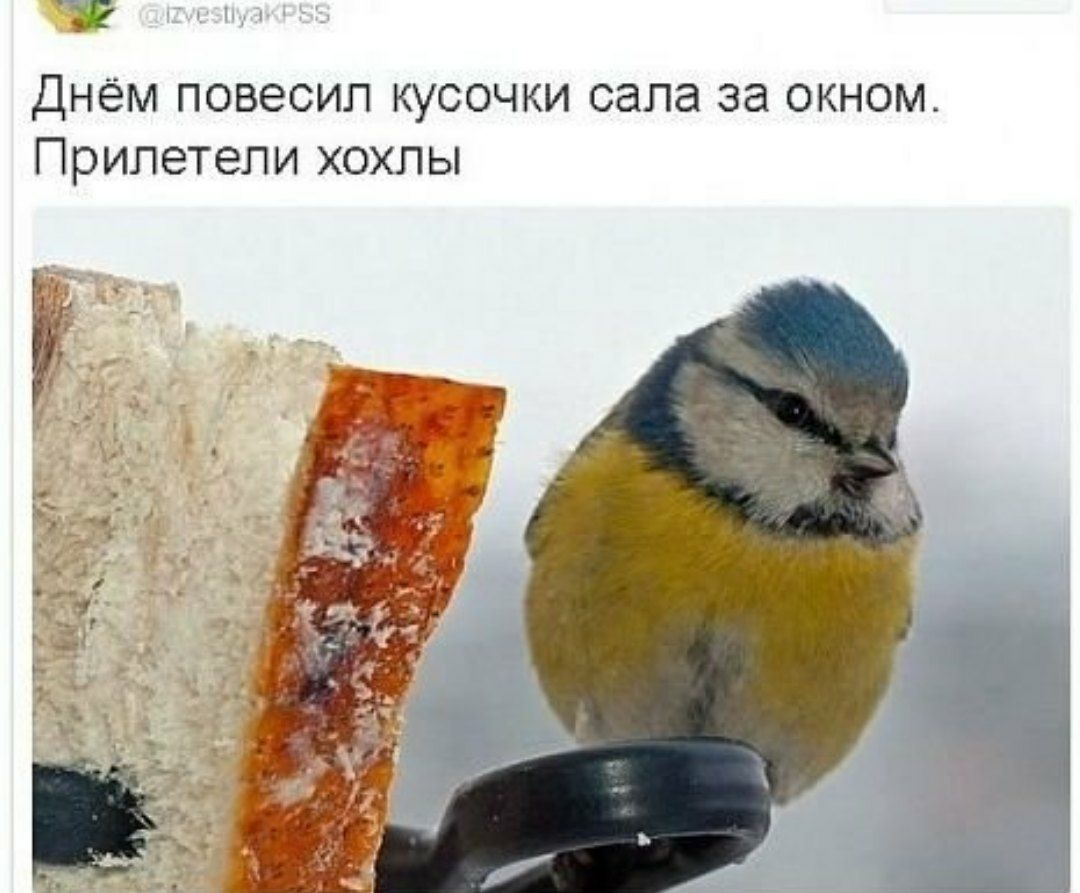 Днём повесил кусочки сала за окном. Прилетели хохлы к’