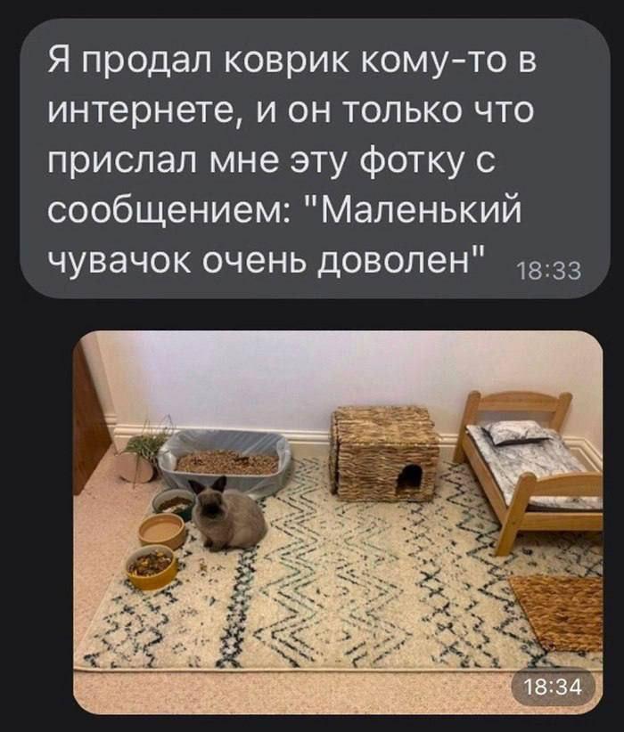 Я продал коврик кому-то в интернете, и он только что прислал мне эту фотку с сообщением: "Маленький чувачок очень доволен" 18:34