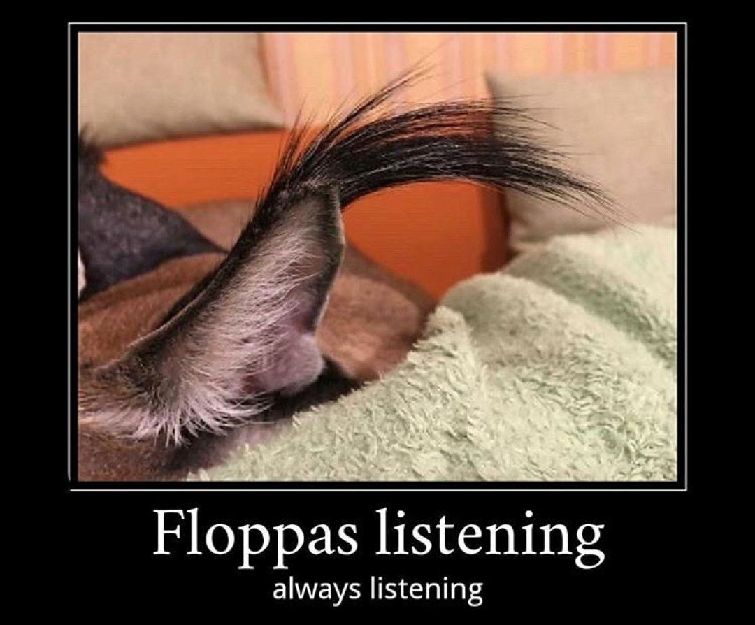 Floppas listening always listening