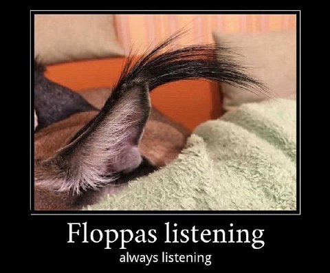 Floppas listening always listening