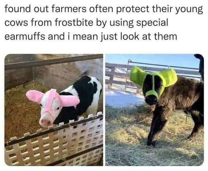 found out farmers often protect their young cows from frostbite using special earmuffs and i mean just look at them у =a