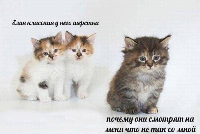 блин классная у него шерстка почему они смотрят на меня что не так мной