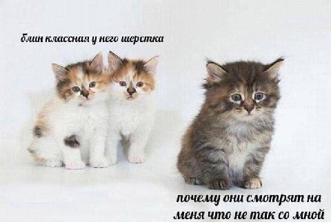 блин классная у него шерстка почему они смотрят на меня что не так мной