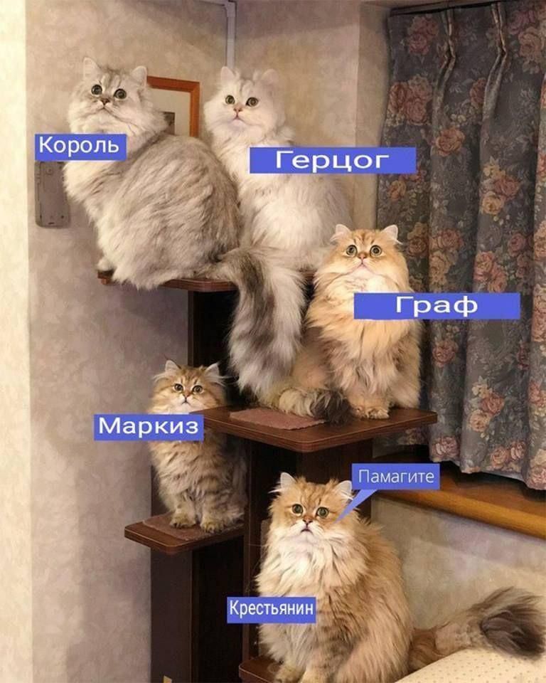 Король Герцог Граф Маркиз Памагите a Крестьянин‘