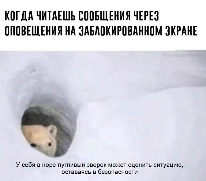 КОГДА ЧИТАЕШЬ СООБЩЕНИЯ ЧЕРЕЗ ОПОВЕЩЕНИЯ НА ЗАБЛОКИРОВАННОМ ЭКРАНЕ У себя в норе пугливый зверек может оценить ситуацию, оставаясь в безопасности