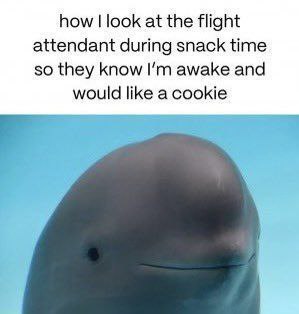 how look at the flight attendant during snack time so they know awake and would like a cookie
