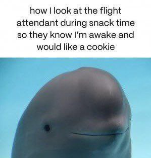 how look at the flight attendant during snack time so they know awake and would like a cookie