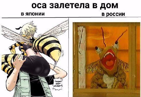 оса залетела в дом В ЯПОНИИ в россии