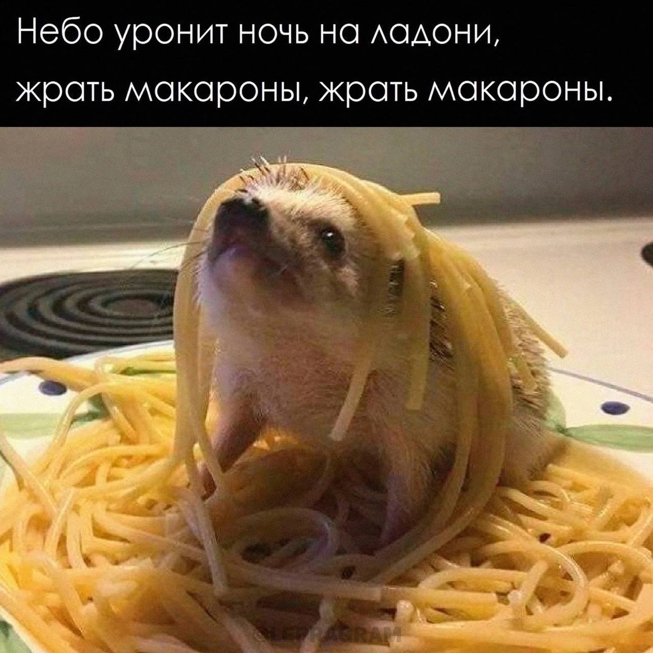 Небо уронит ночь на ладони, жрать макароны, жрать макароны.