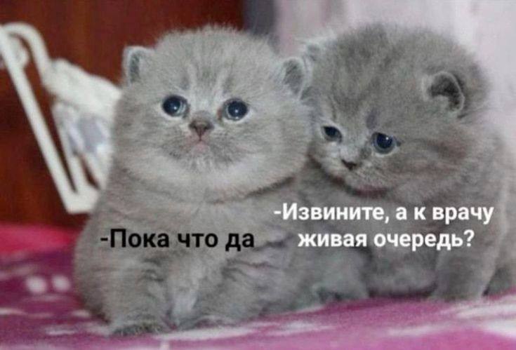 -Извините, а к врачу живая очередь?
