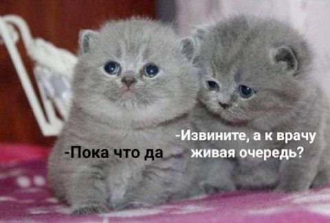 -Извините, а к врачу живая очередь?
