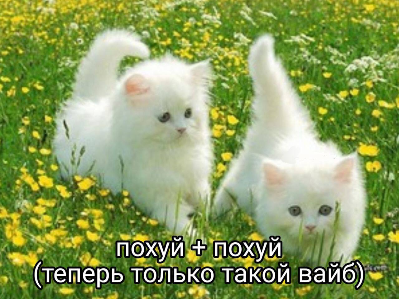 похуй только такой вайб)