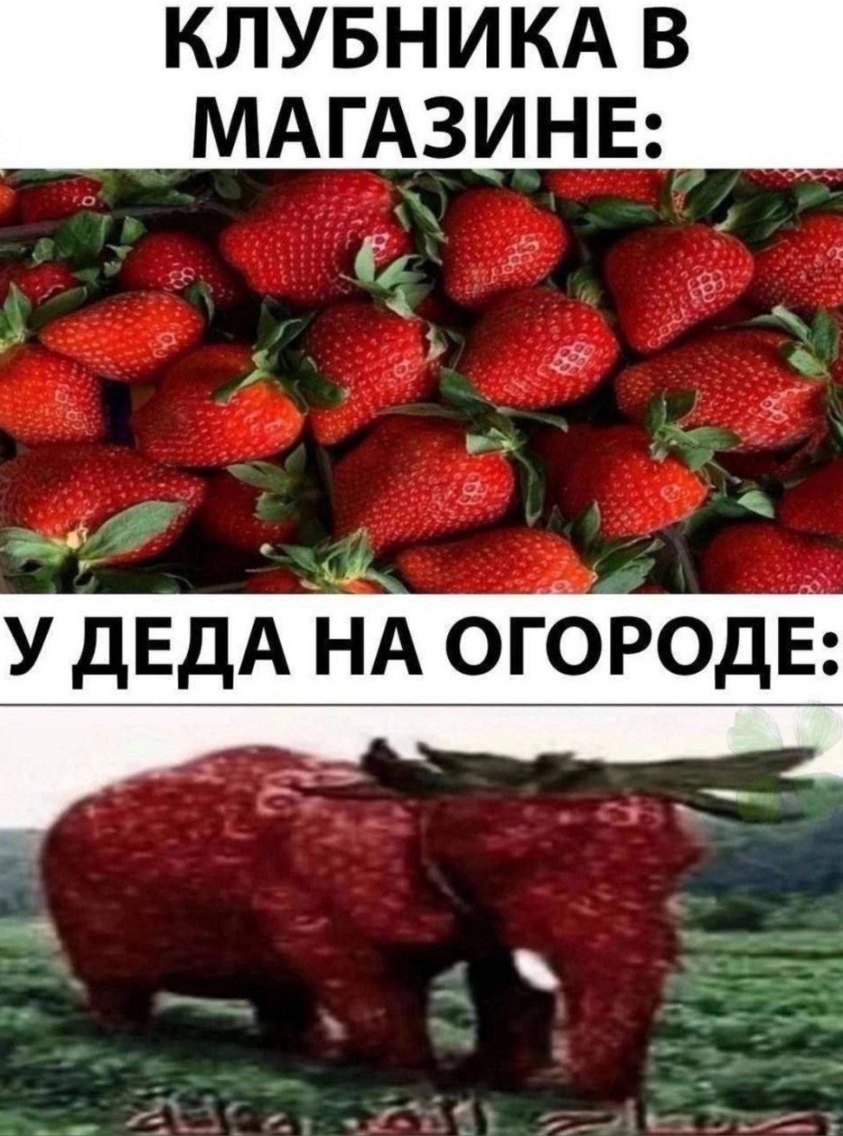 КЛУБНИКА В МАГАЗИНЕ: У ДЕДА НА ОГОРОДЕ: