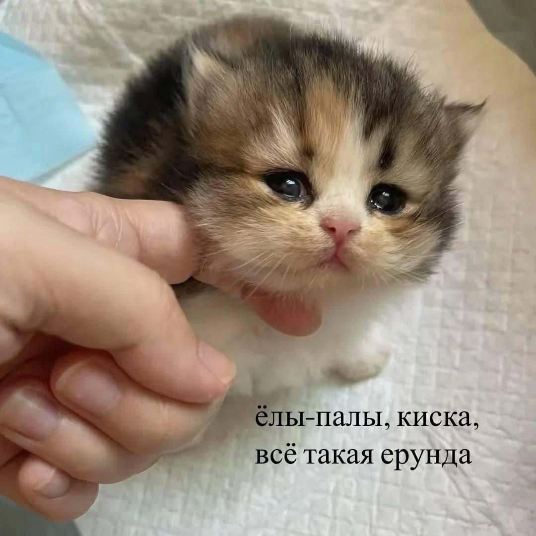 ы-палы. киска. всё такая ерунда