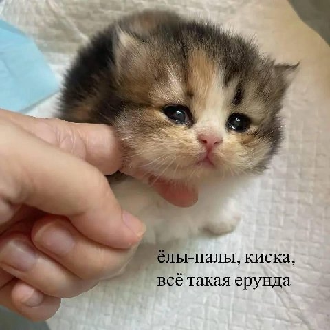 ы-палы. киска. всё такая ерунда