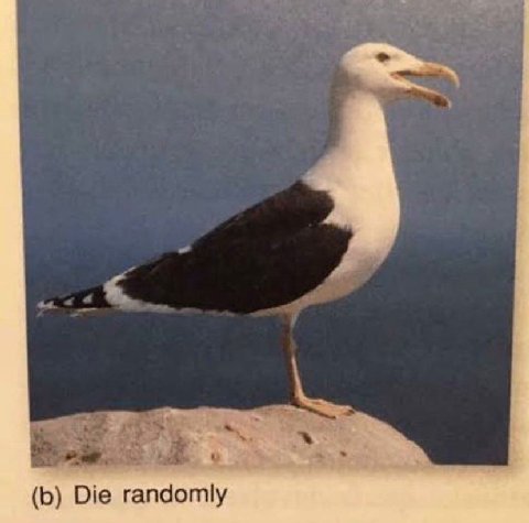 Die randomly