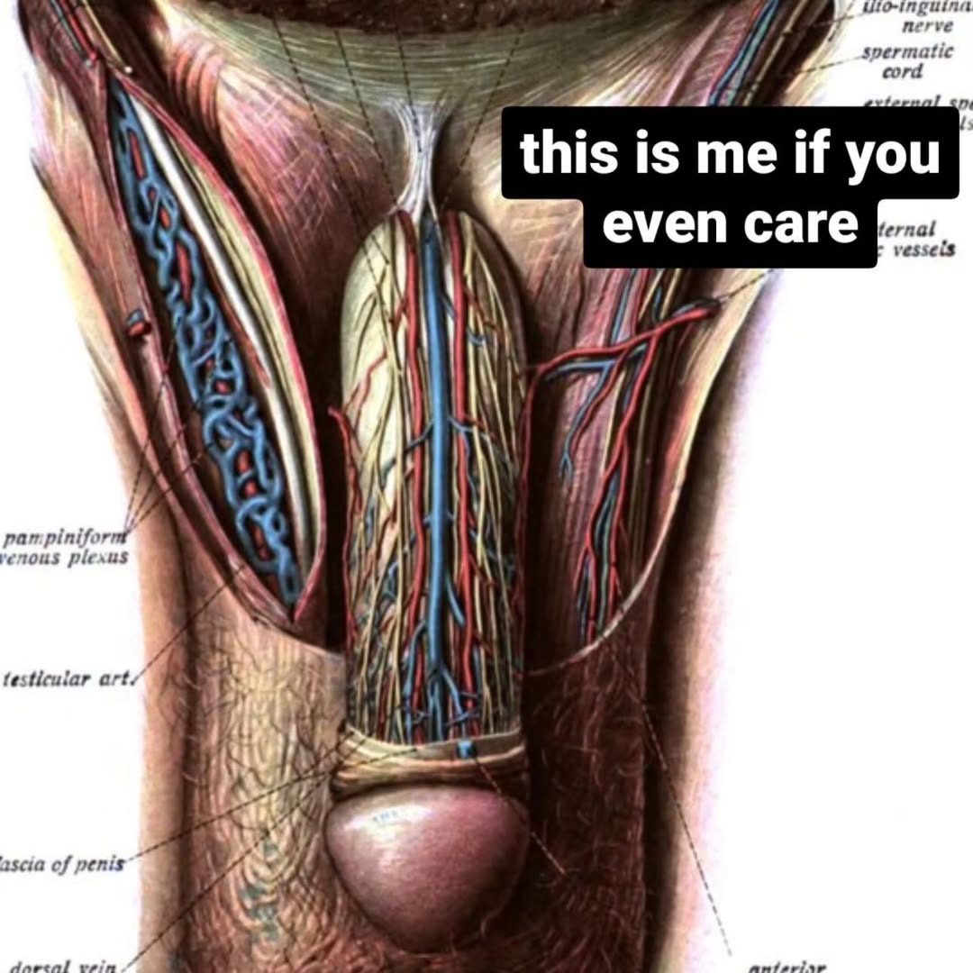 5 atic а this i is me if you even саге vessels #2) (у ous plexus testicular art 47.1 scia of penis