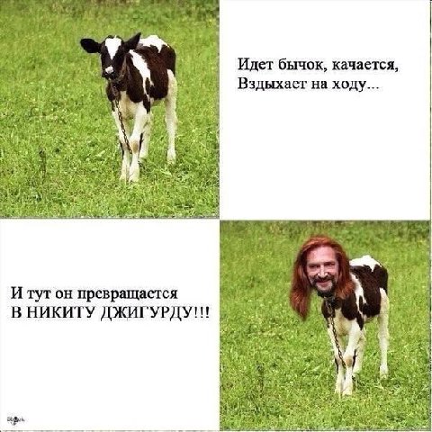 Идет бычок, качается, Вздыхает на ходу... 24 a> И on превращается В НИКИТУ ДЖИГУРДУ!!!