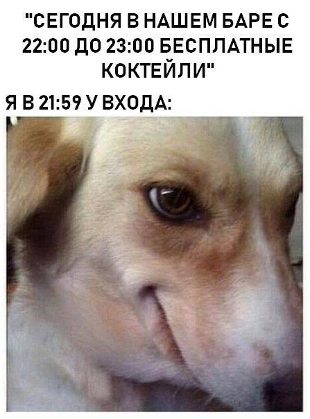 "СЕГОДНЯ В НАШЕМ БАРЕ С 22:00 ДО 23:00 БЕСПЛАТНЫЕ КОКТЕЙЛИ" 21:59 У ВХОДА: i
