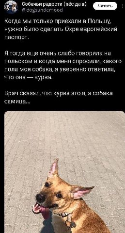 Собачьи радости (пёс дая) @dogsunderhood Когда мы только приехали в Польшу, нужно было сделать Охре европейский паспорт. Я тогда еще очень слабо говорила на польском и когда меня спросили, какого пола
