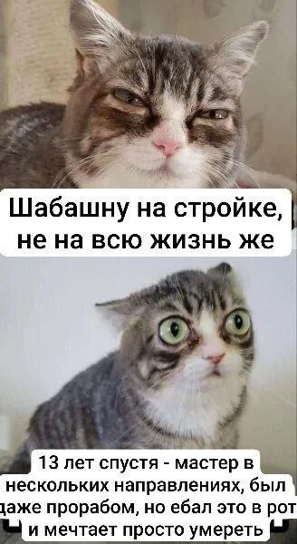 Шабашну на стройке, не на всю жизнь же 13 лет спустя мастер в нескольких направлениях, был \аже прорабом, но ебал это в рот и мечтает просто умереть