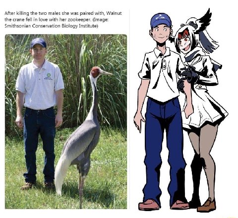 After killing the two males she was paired with, Walnut the crane fell in love with her zookeeper. (Image: Smithsonian Conservation Biology Institute) if \17 2} 7 у AN