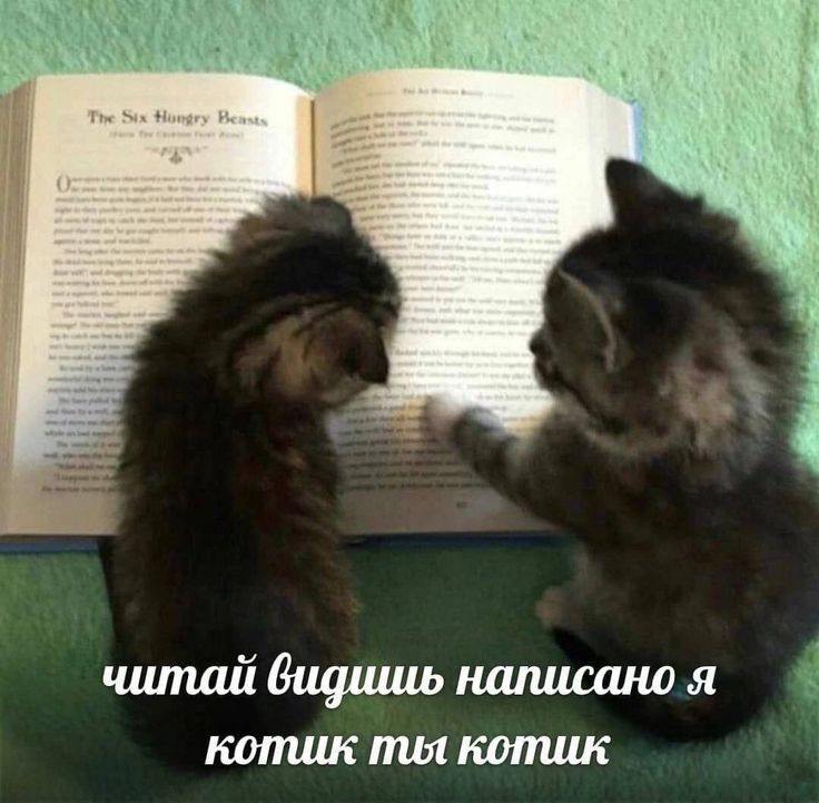 3 читай видишь написаноя котик ты котик