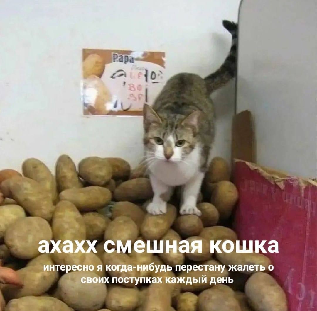 Рара- {0 сме кошка я когда- нибудь перестану жалеть о день 4 2