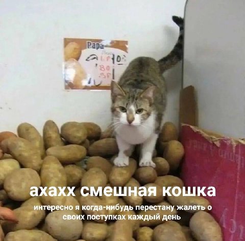 Рара- {0 сме кошка я когда- нибудь перестану жалеть о день 4 2