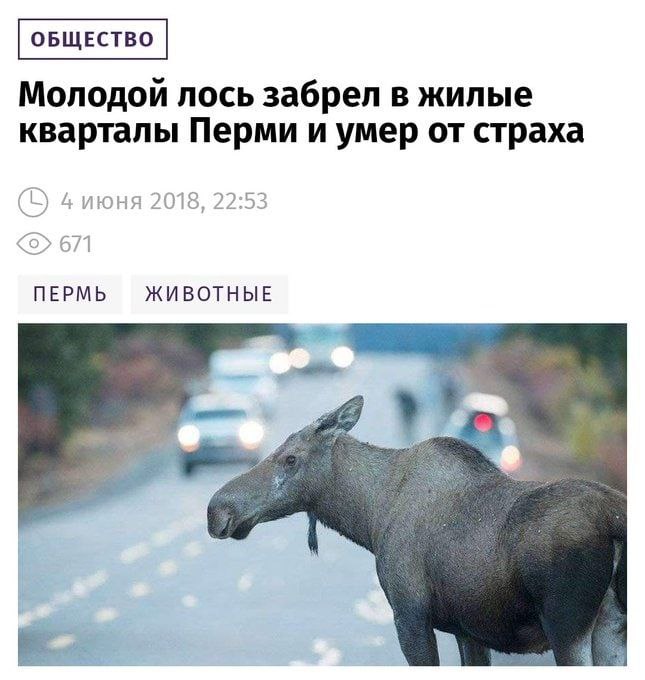 Молодой лось забрел в жилые кварталы Перми и умер от страха 2018, 22:53 671 ПЕРМЬ ЖИВОТНЫЕ