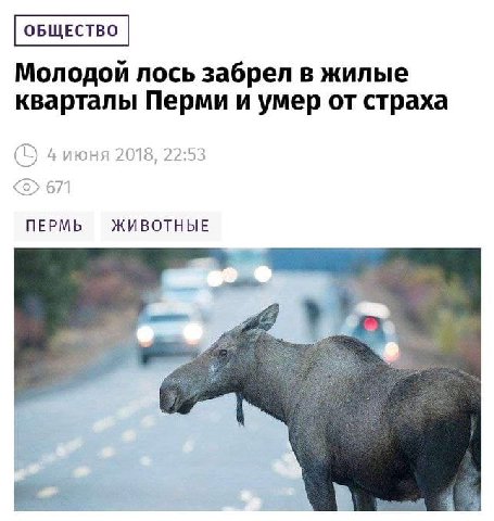 Молодой лось забрел в жилые кварталы Перми и умер от страха 2018, 22:53 671 ПЕРМЬ ЖИВОТНЫЕ
