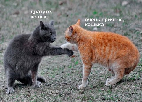 дратуте, кошька очень приятно, кошька