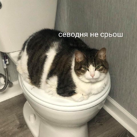 севодня не срьош