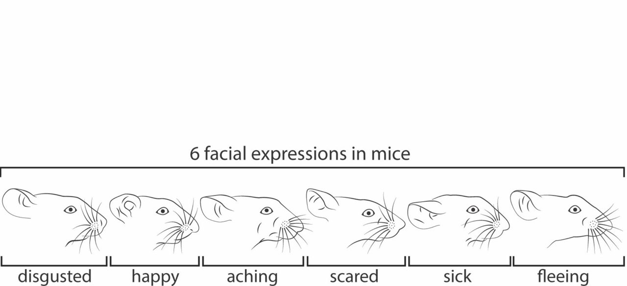 6 facial expressions in mice 27 disgusted happy aching scared sick fleeing