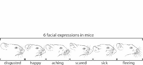 6 facial expressions in mice 27 disgusted happy aching scared sick fleeing