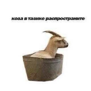 тазике распространите