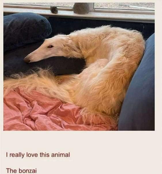 if 7 really love this animal The bonzai