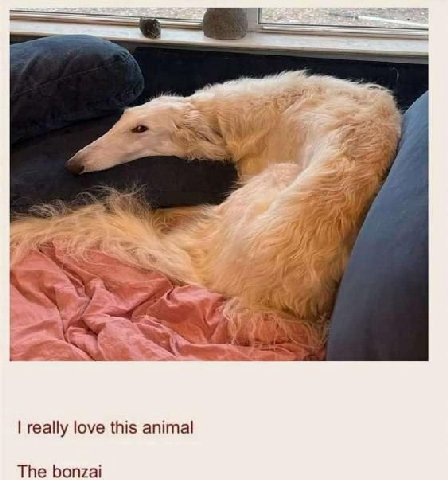 if 7 really love this animal The bonzai