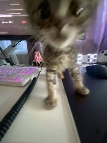 boop