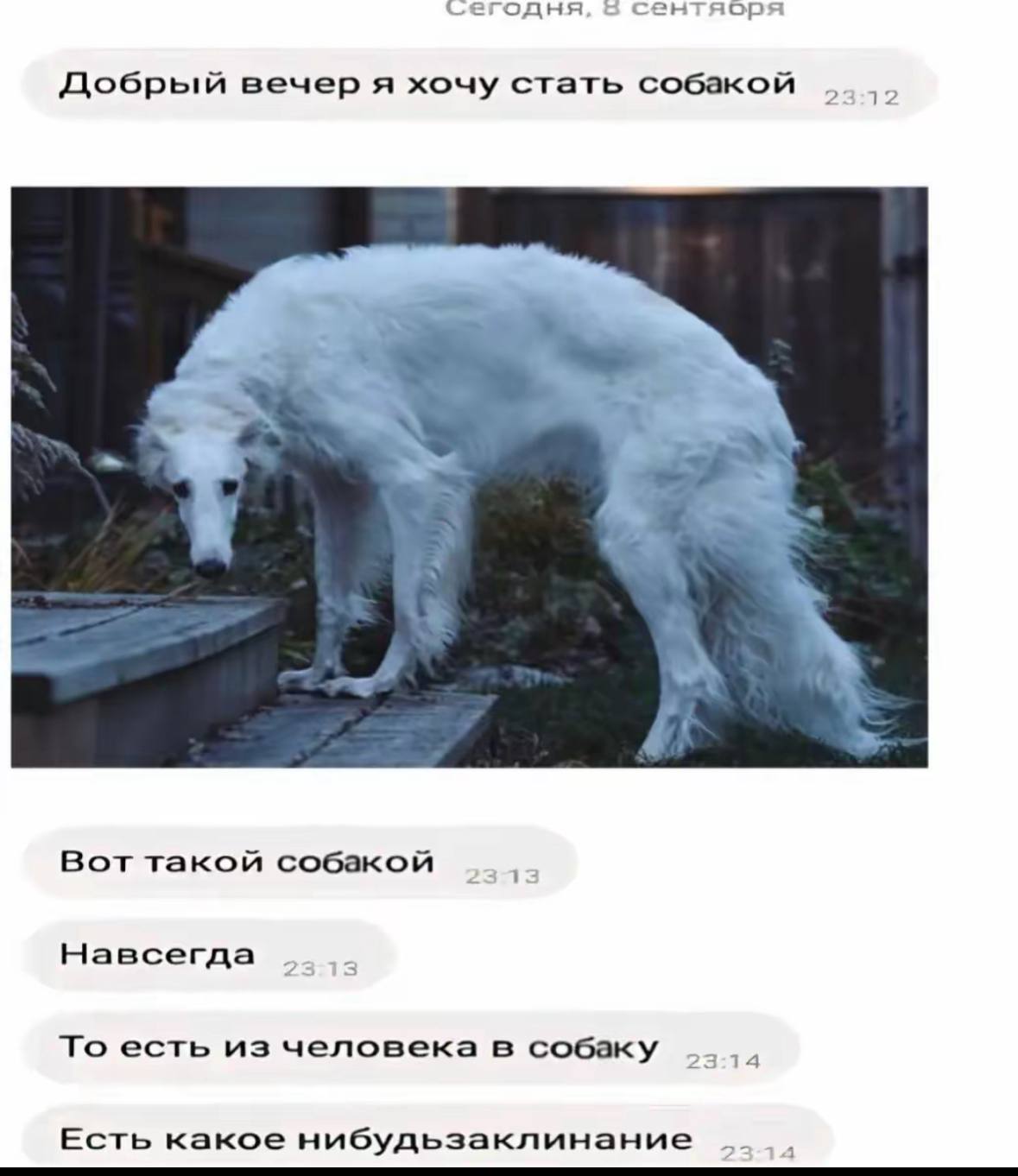 егодня яоря Добрый вечер я хочу стать собакой 1 Вот такой собакой Навсегда То есть из человека в собаку 14 Есть какое нибудьзаклинание