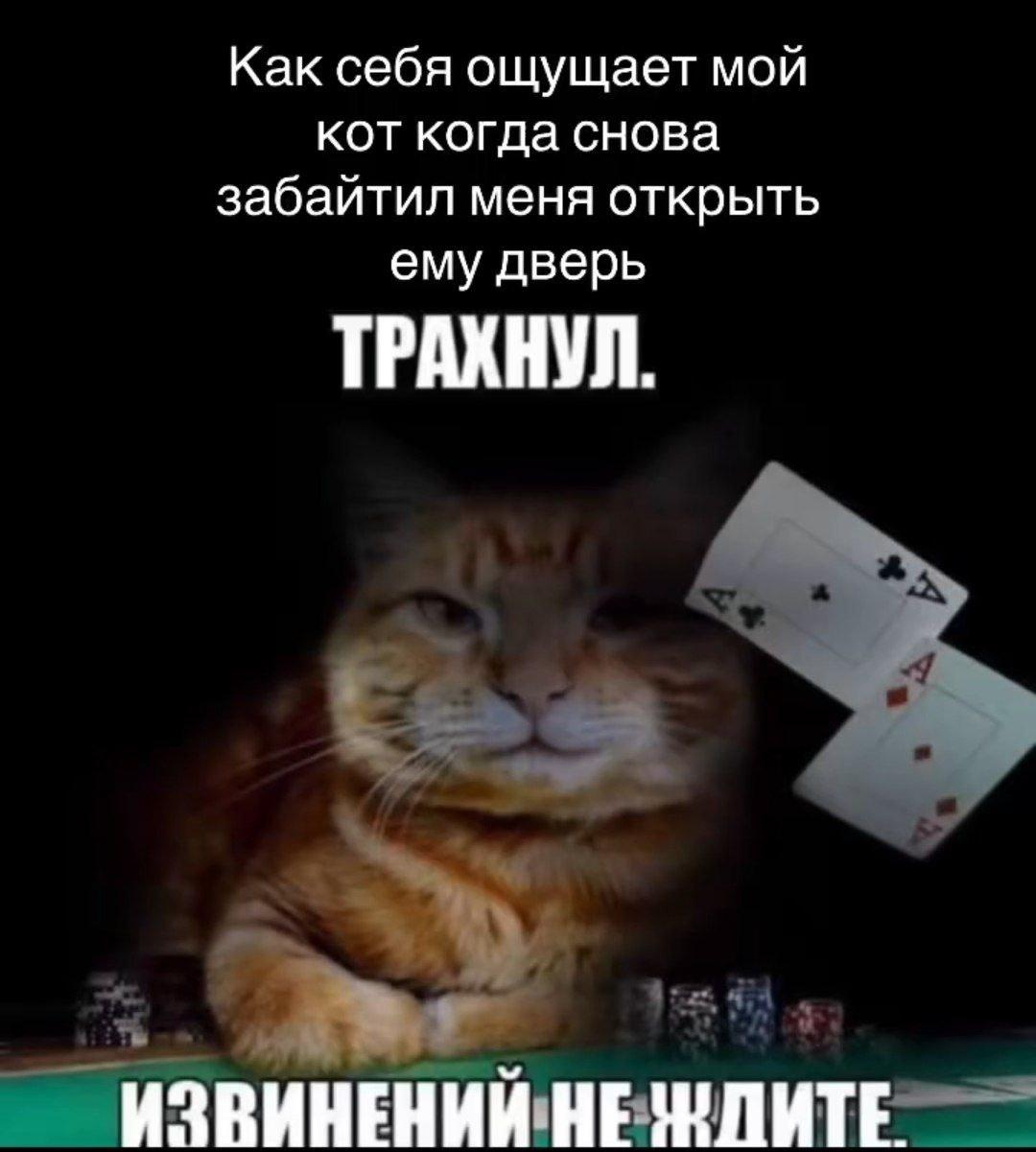 Как себя ощущает мой кот когда снова забайтил меня открыть ему дверь ТРАХНУЛ. ИЗВИНЕНИЙ НЕ