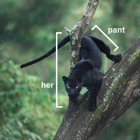 pant her