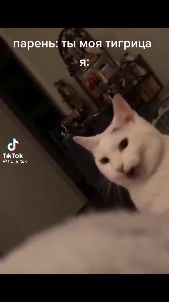 парень: ты моя тигрица парень: ты мо %.