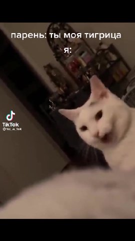 парень: ты моя тигрица парень: ты мо %.