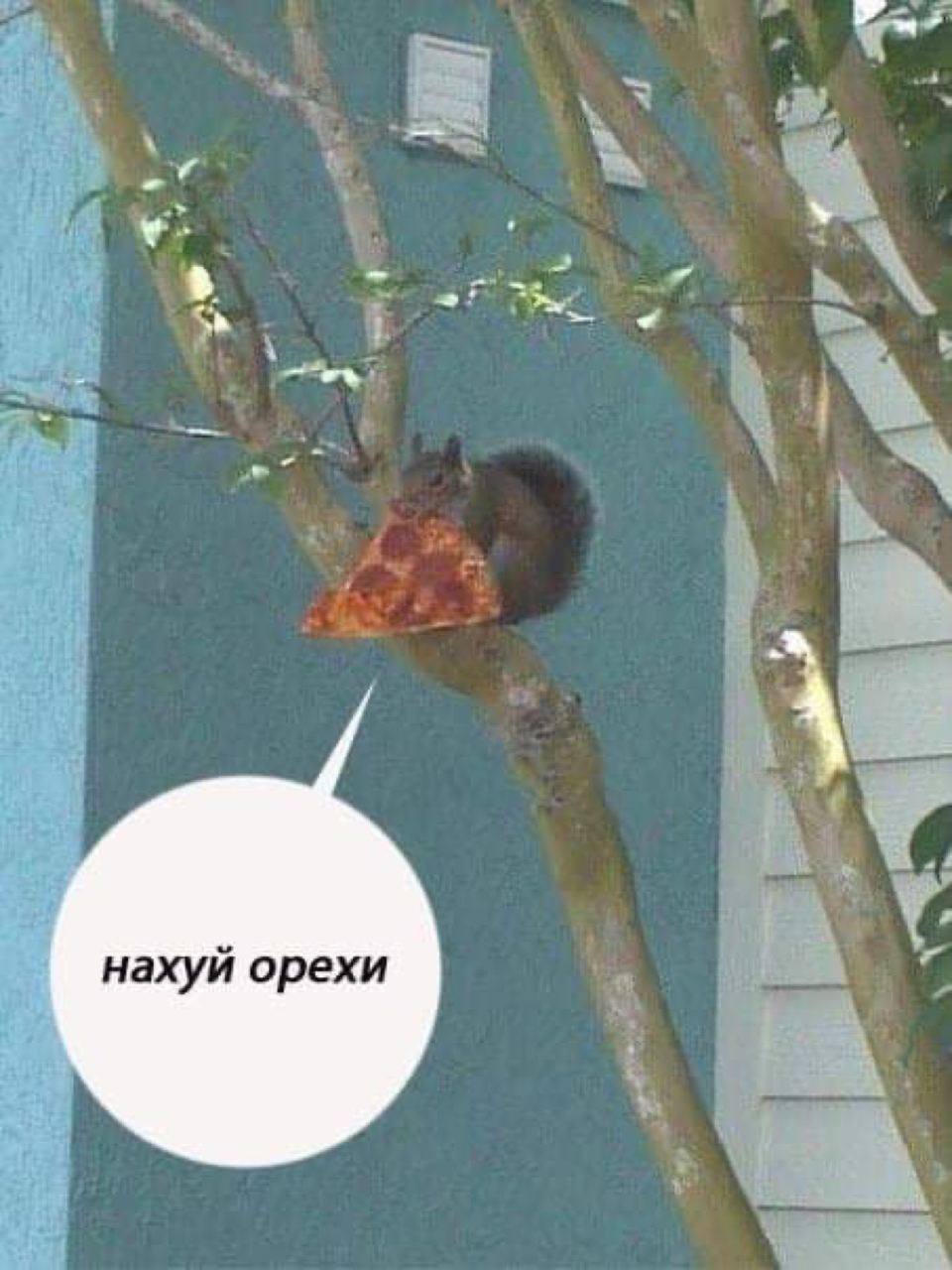 нахуй орехи