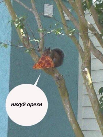 нахуй орехи