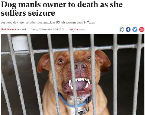 Dog mauls owner to death as she suffers seizure Just one day later, another dog attack in left woman dead in Texas Clark Mindock New York Sunday 22 December 2019 20:02 Comments A
