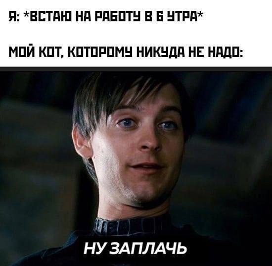 Я: *ВСТАЮ НА РАБОТУ В 6 УТРА* МОЙ КОТ, КОТОРОМУ НИКУДА НЕ НАДО- НУ ЗАПЛАЧЬ