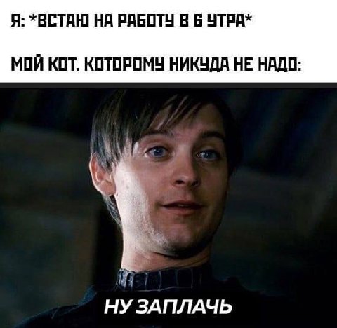 Я: *ВСТАЮ НА РАБОТУ В 6 УТРА* МОЙ КОТ, КОТОРОМУ НИКУДА НЕ НАДО- НУ ЗАПЛАЧЬ