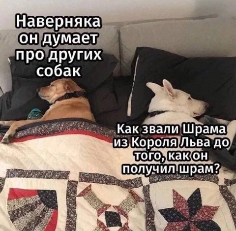 Наверняка он думает про других собак Как звали Шрама M3,Kopona Льва до TOTO,: KaK учил. шрам?